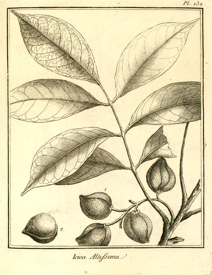 Icica altissima Aublet 1775 pl 132