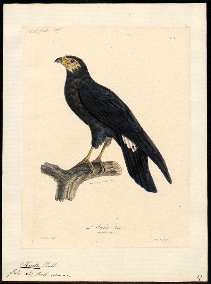Ibycter ater - 1825-1834 - Print - Iconographia Zoologica - Special Collections University of Amsterdam - UBA01 IZ18200007