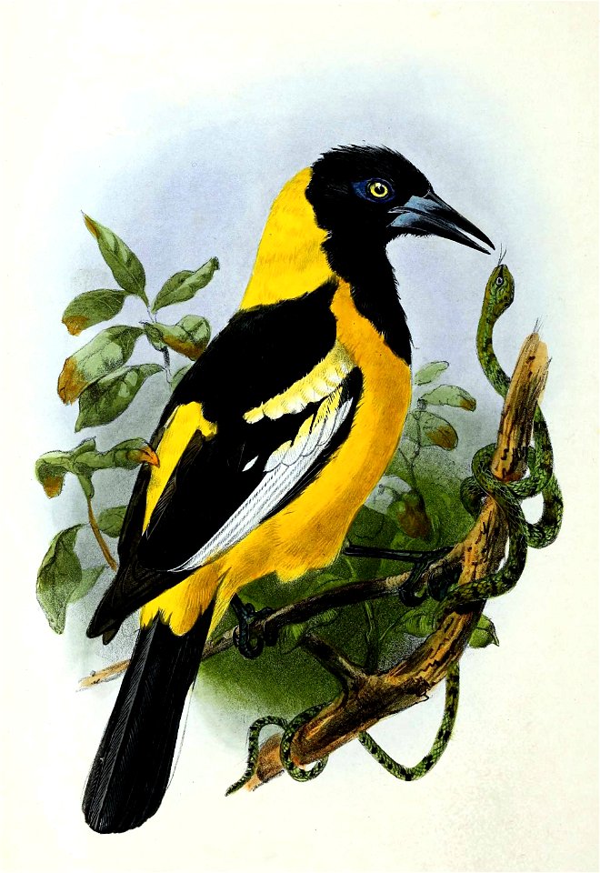 Icterus galbula 1876