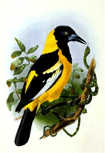 Icterus galbula 1876