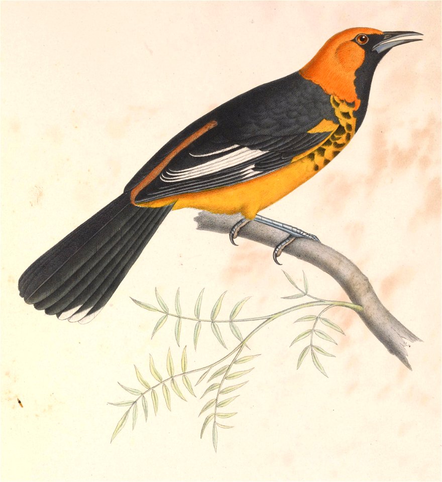Icterus pectoralis 1849