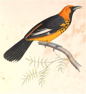 Icterus pectoralis 1849