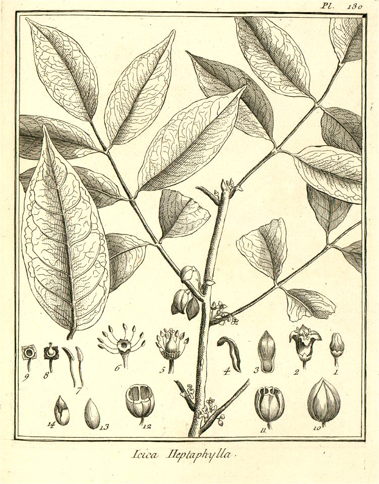 Icica heptaphylla Aublet 1775 pl 130