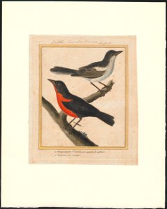 Icterus - 1796-1799 - Print - Iconographia Zoologica - Special Collections University of Amsterdam - UBA01 IZAA100185