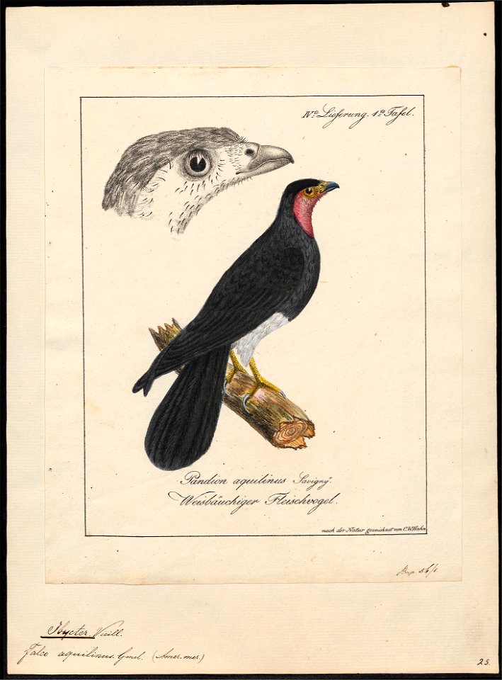 Ibycter americanus - 1700-1880 - Print - Iconographia Zoologica - Special Collections University of Amsterdam - UBA01 IZ18200005