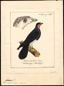 Ibycter americanus - 1700-1880 - Print - Iconographia Zoologica - Special Collections University of Amsterdam - UBA01 IZ18200005