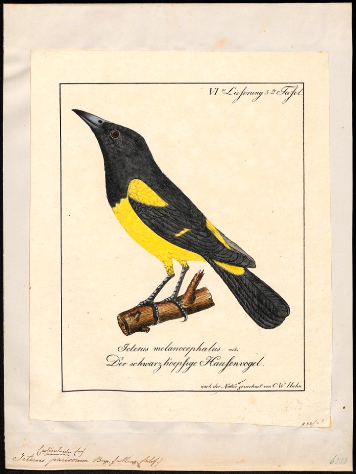 Icterus parisorum - 1700-1880 - Print - Iconographia Zoologica - Special Collections University of Amsterdam - UBA01 IZ15800209
