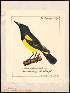 Icterus parisorum - 1700-1880 - Print - Iconographia Zoologica - Special Collections University of Amsterdam - UBA01 IZ15800209