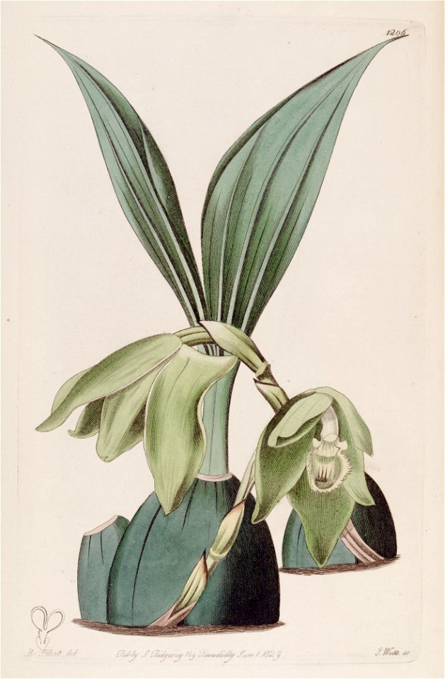 Ida ciliata (as Maxillaria ciliata) - Bot. Reg. 14 pl. 1206 (1828)