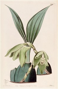 Ida ciliata (as Maxillaria ciliata) - Bot. Reg. 14 pl. 1206 (1828)
