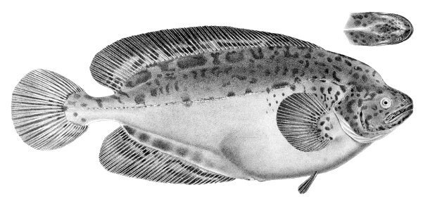 Icosteus aenigmaticus