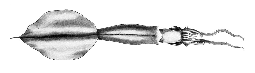 Idioteuthis famelica