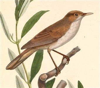 Iduna pallida elaeica 1849