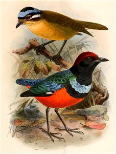 Ifrita kowaldi & Erythropitta erythrogaster dohertyi 1899