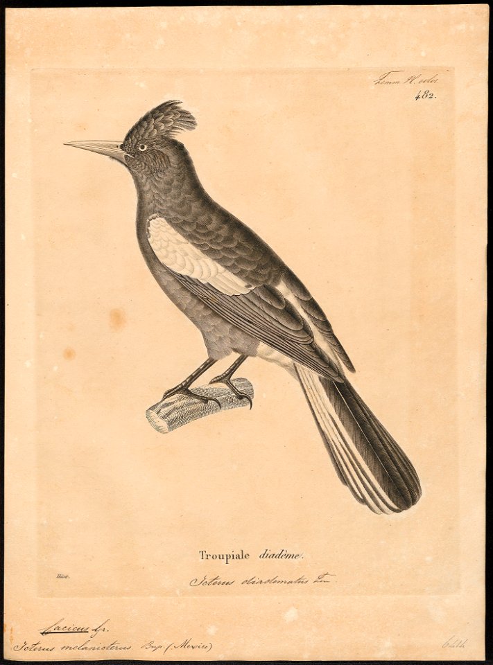 Icterus melanicterus - 1700-1880 - Print - Iconographia Zoologica - Special Collections University of Amsterdam - UBA01 IZ15800179