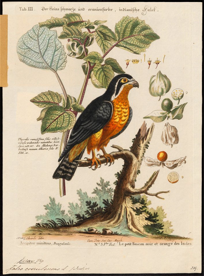 Ierax caerulescens - 1700-1880 - Print - Iconographia Zoologica - Special Collections University of Amsterdam - UBA01 IZ18200264