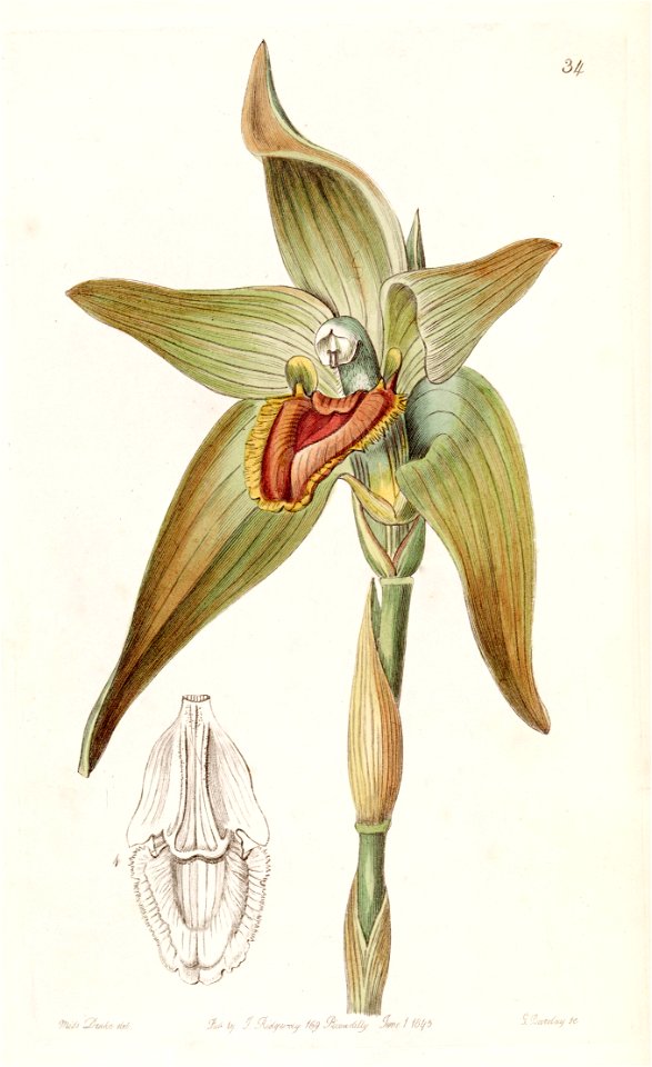 Ida gigantea (as Lycaste gigantea) - Edwards vol 31 (NS 8) pl 34 (1845)