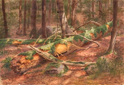I. Mower Martin - Forest Scene SAAM-1985.66.362106 1