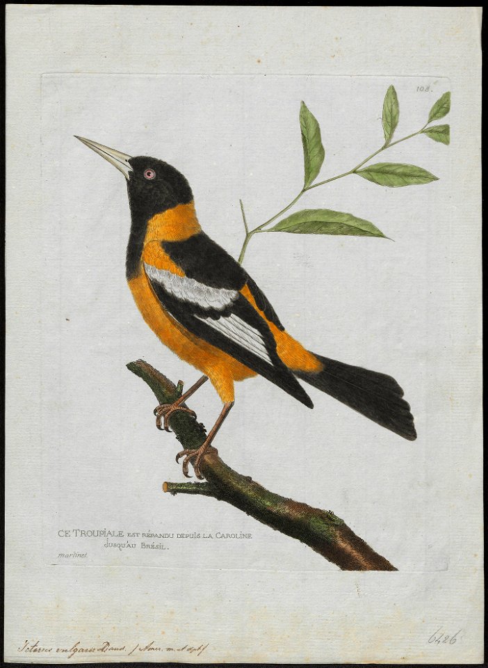 Icterus vulgaris - 1790-1796 - Print - Iconographia Zoologica - Special Collections University of Amsterdam - UBA01 IZ15800191
