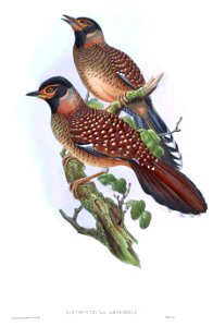 IanthocinclaArtemisiaeGould