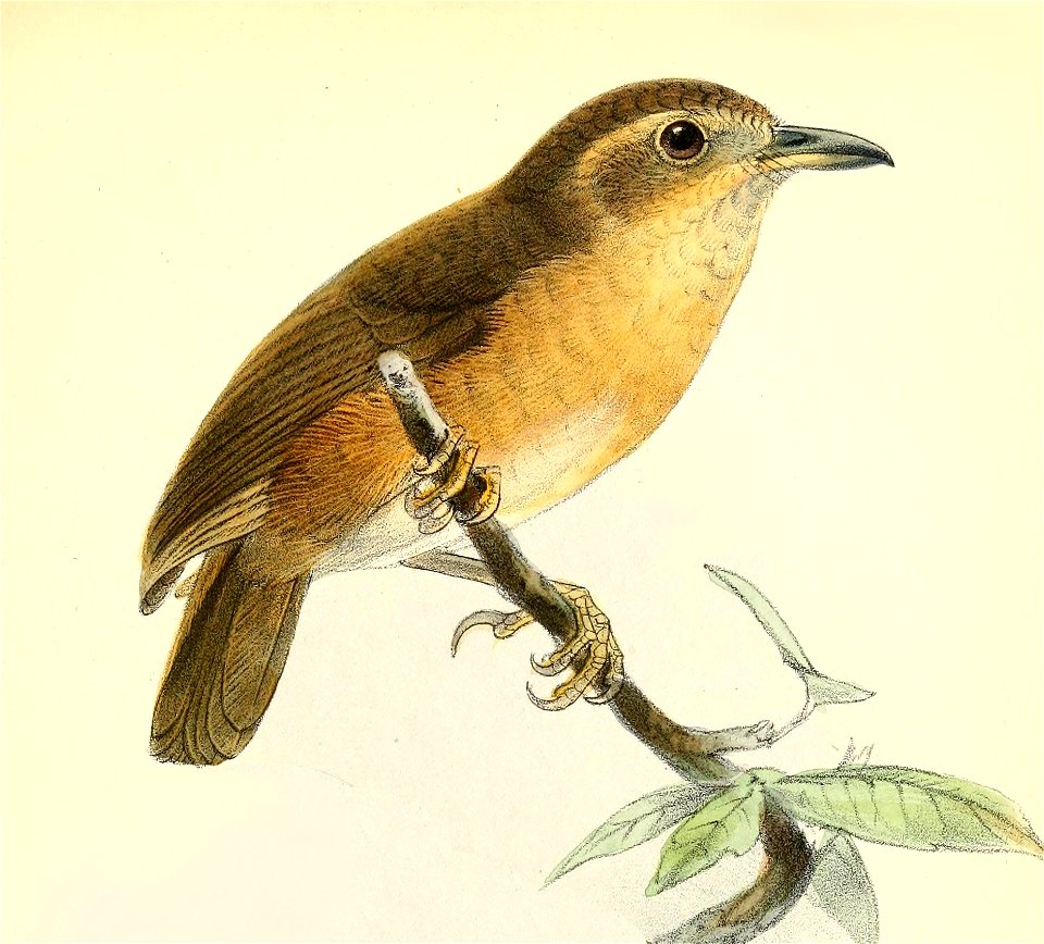 Ibis14brit 0497 Pellorneum tickelli