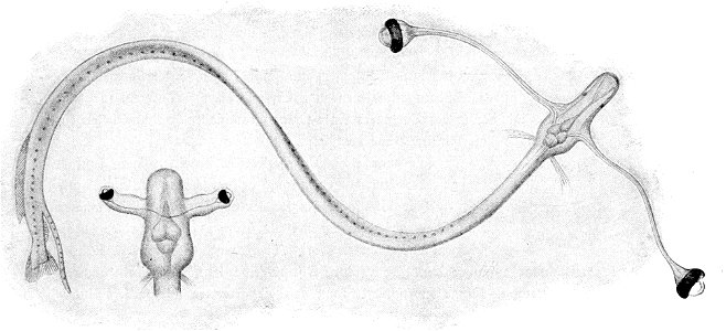 Idiacanthus fasciola1