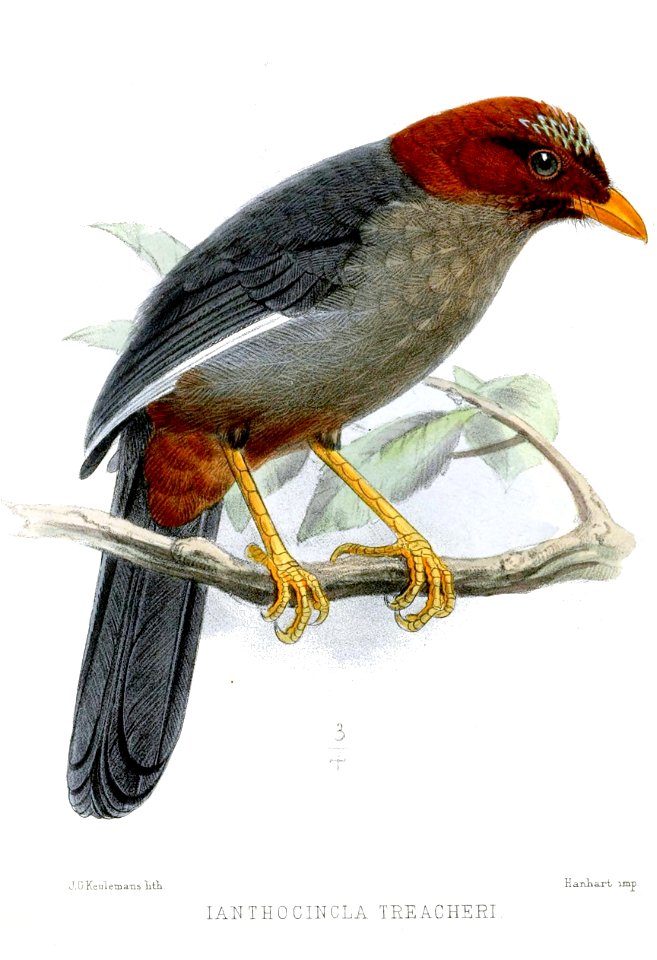 IanthocinclaTreacheriKeulemans