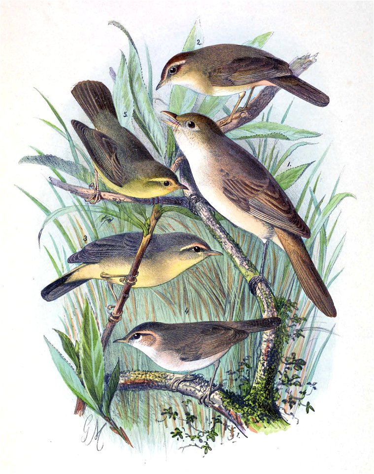 Iduna aedon & Phylloscopus armandii & Phylloscopus griseolus & Phylloscopus fuscatus & Phylloscopus affinis 1889