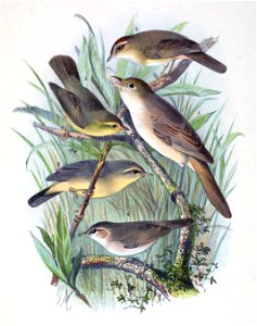 Iduna aedon & Phylloscopus armandii & Phylloscopus griseolus & Phylloscopus fuscatus & Phylloscopus affinis 1889
