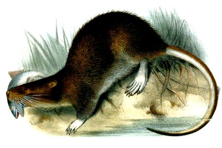 Ichthyomys stolzmanni