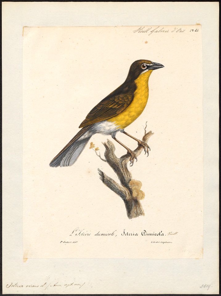 Icteria virens - 1825-1834 - Print - Iconographia Zoologica - Special Collections University of Amsterdam - UBA01 IZ16600285
