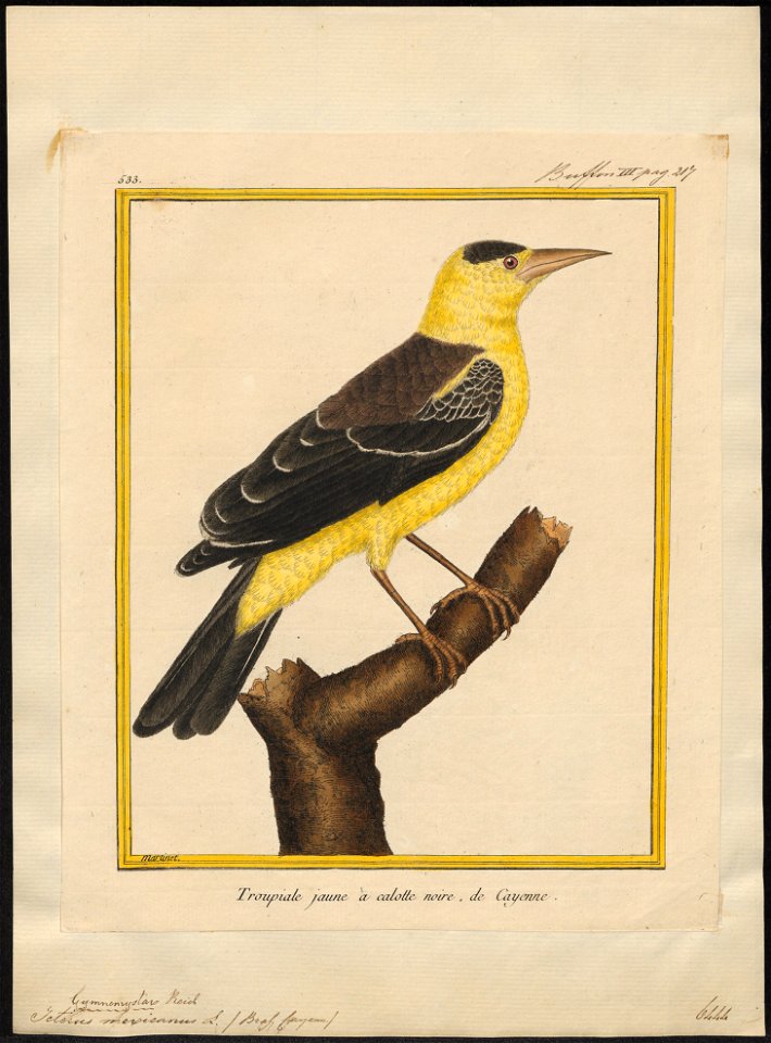 Icterus mexicanus - 1700-1880 - Print - Iconographia Zoologica - Special Collections University of Amsterdam - UBA01 IZ15800213