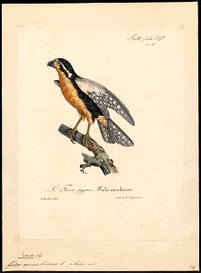 Ierax caerulescens - 1825-1834 - Print - Iconographia Zoologica - Special Collections University of Amsterdam - UBA01 IZ18200257