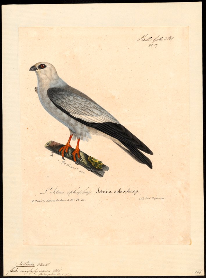 Ictinina mississipiensis - 1825-1834 - Print - Iconographia Zoologica - Special Collections University of Amsterdam - UBA01 IZ18200378