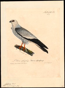 Ictinina mississipiensis - 1825-1834 - Print - Iconographia Zoologica - Special Collections University of Amsterdam - UBA01 IZ18200378