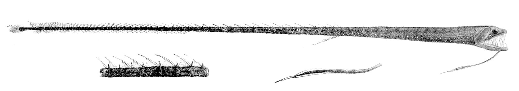 Idiacanthus fasciola2