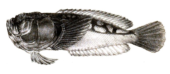 Ichthyscopus inerme Ford 55
