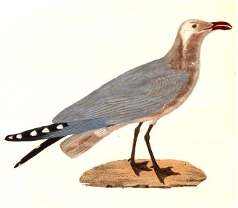 Ichthyaetus audouinii 1838