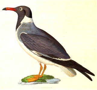 Ichthyaetus leucophthalmus 1838