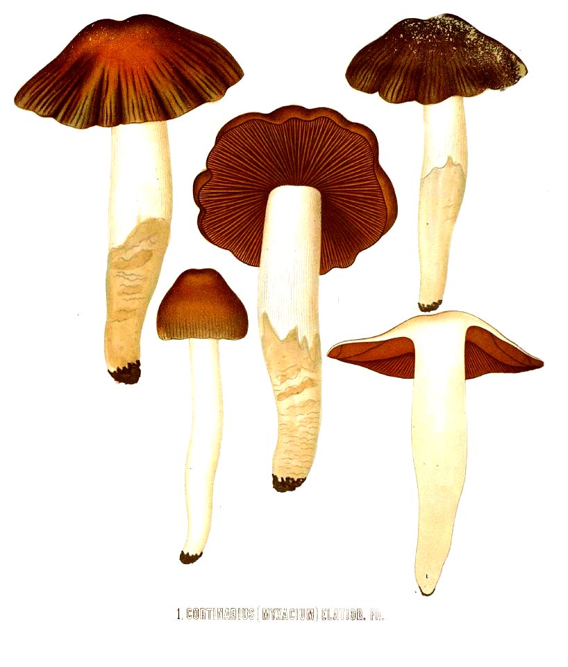 Icones selectae hymenomycetum-Tab-149 Fig-1