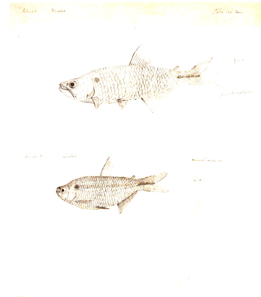 Ignaz von Olfers Characiformes 1819
