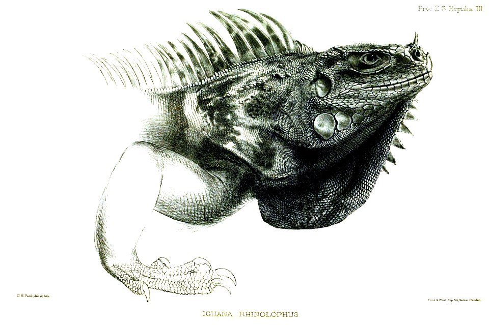 IguanaRhinolophusFord