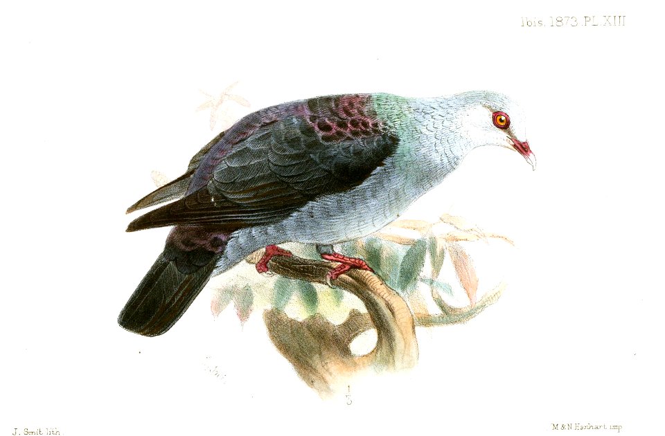 IanthoenasColumboidesSmit