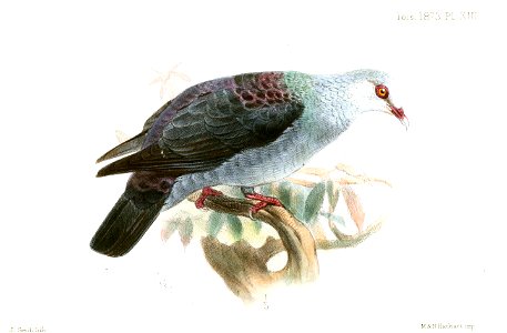 IanthoenasColumboidesSmit