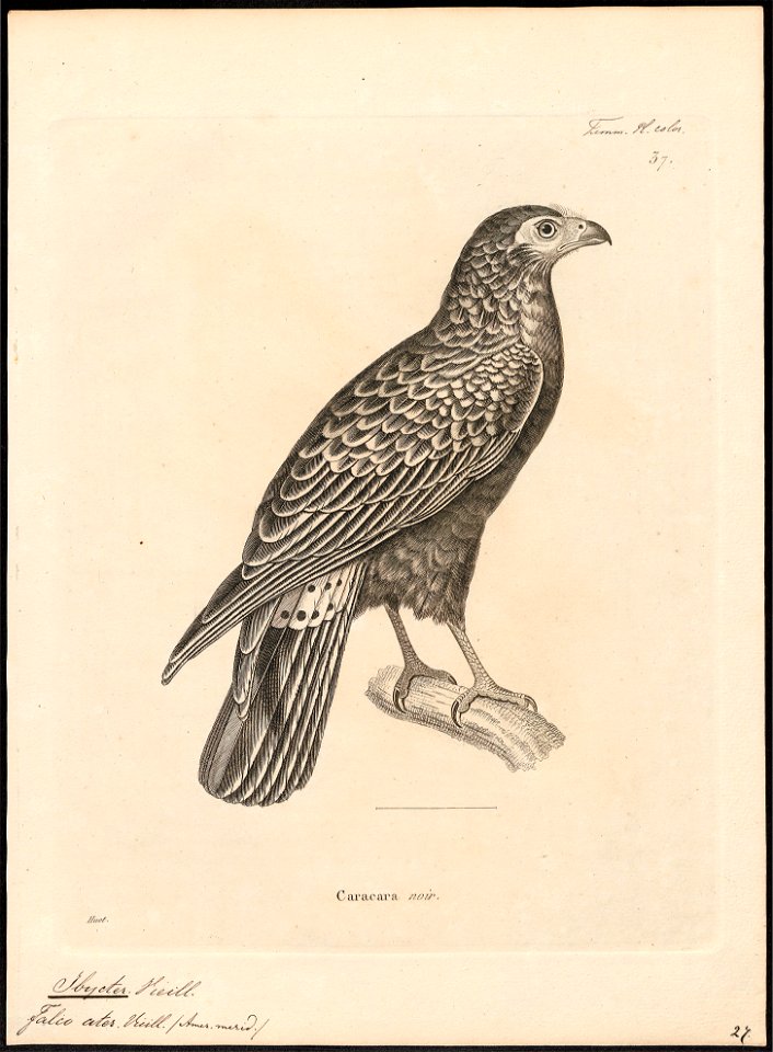 Ibycter ater - 1700-1880 - Print - Iconographia Zoologica - Special Collections University of Amsterdam - UBA01 IZ18200009