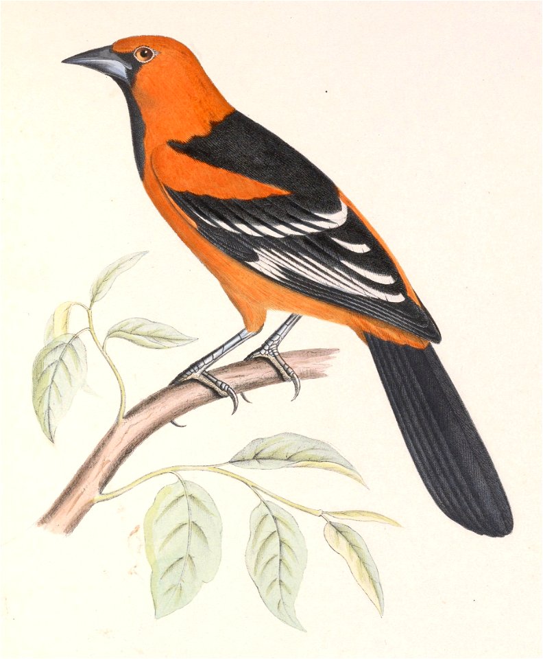 Icterus gularis 1849