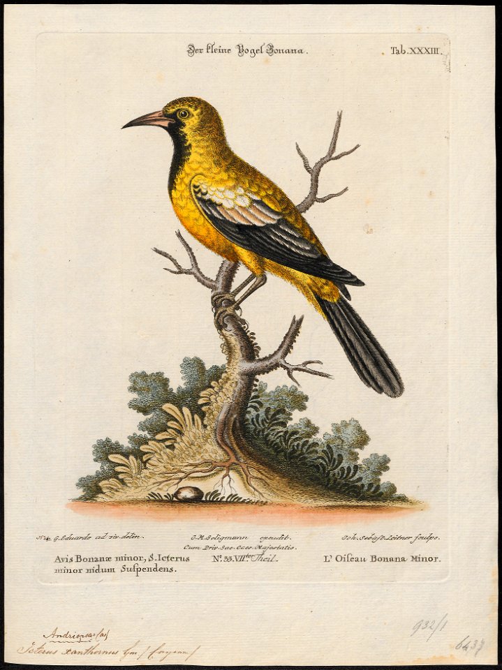 Icterus xanthornus - 1700-1880 - Print - Iconographia Zoologica - Special Collections University of Amsterdam - UBA01 IZ15800205