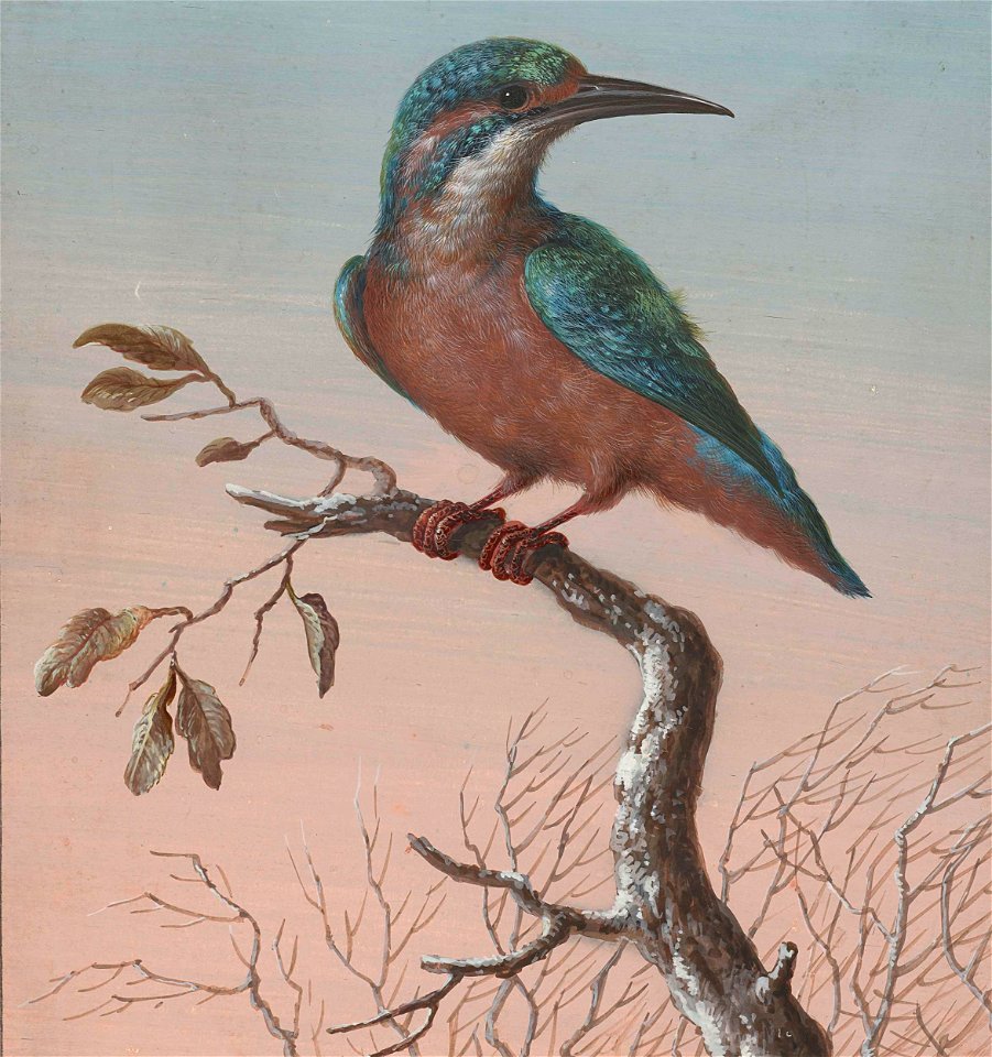 IJsvogel