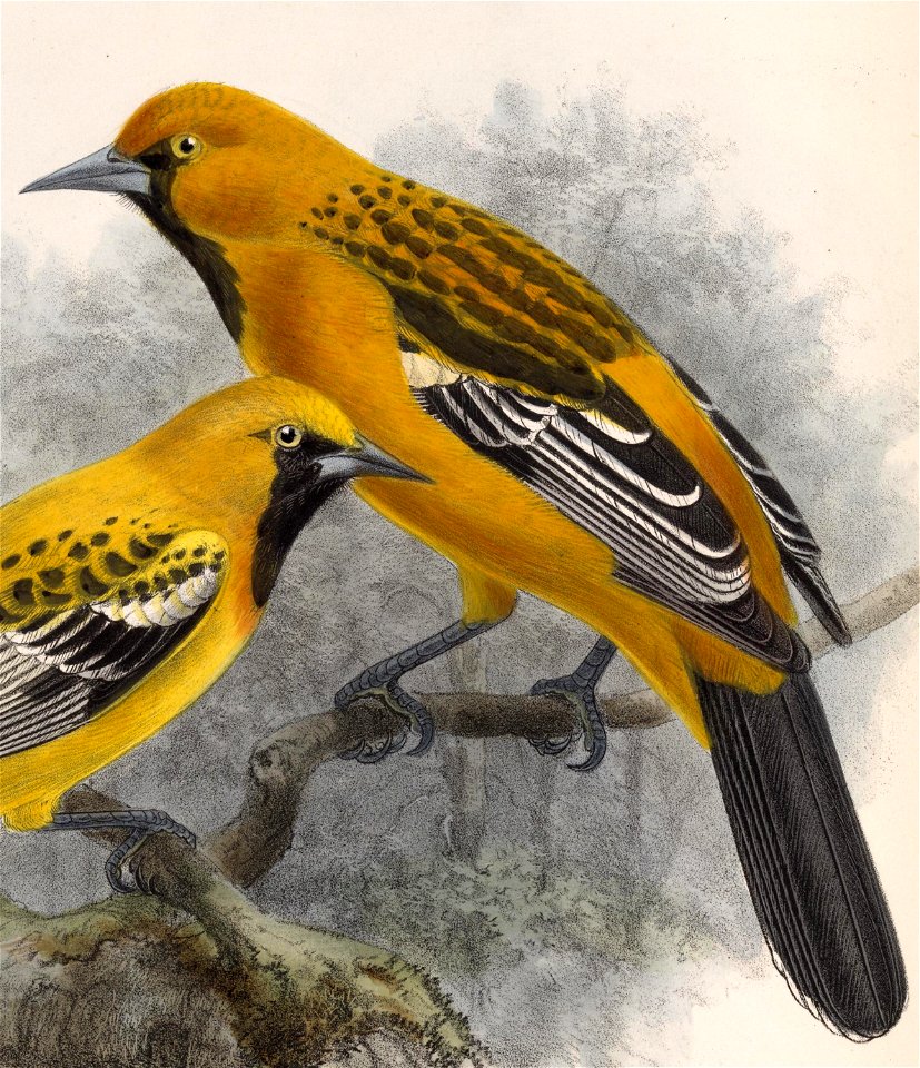 Icterus pustulatus sclateri 1902