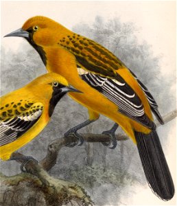 Icterus pustulatus sclateri 1902